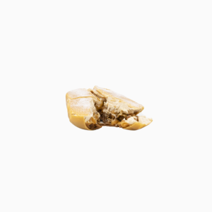 Cacahuète (3)